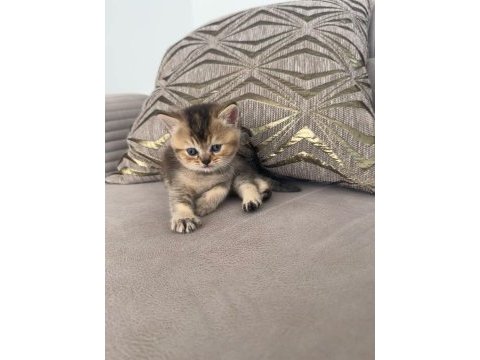 Russian blue ile british longhair melezleri 2 aylık