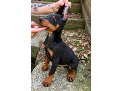 Safkan doberman yavrularımız