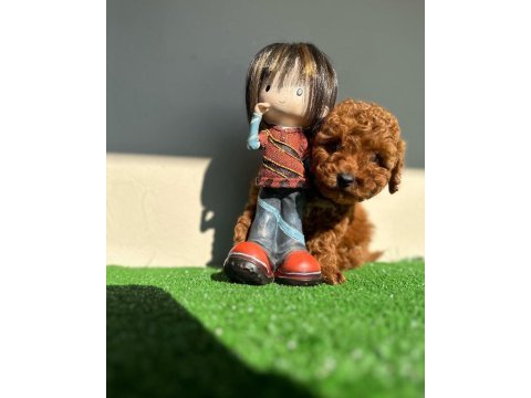 Toy poodle yavrular