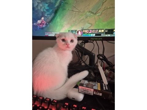 Minik bembeyaz scottish fold