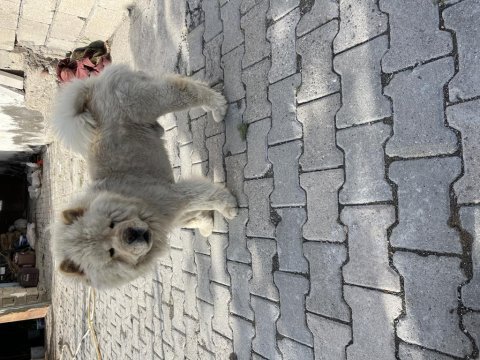Erkek çin aslanı