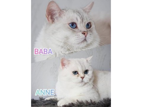 Full secereli british longhair as1133