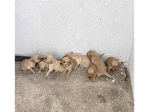 Rezerveye açık golden retriever yavrular