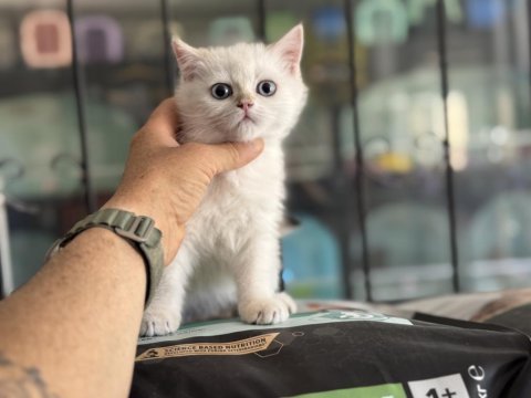 Ankaranın en seçkin british shorthair yavruları