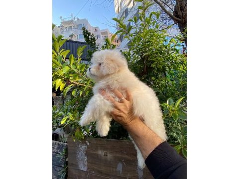 Bichon frise dişi yavrumuz