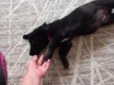 Minik böcük köpeğimiz