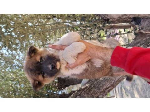 Son akita inu yavrumuz