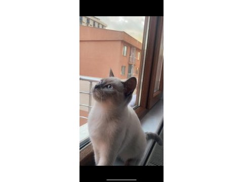 British blue point shorthair sahiplendirme