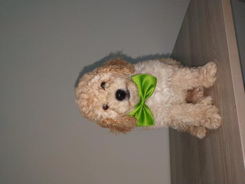 60 günlük yakışıklı poodle