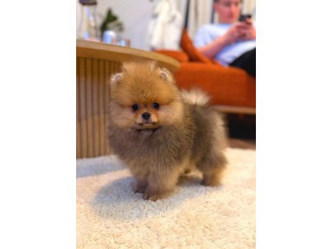 Pomeranian boo ayı surat yavrularımız