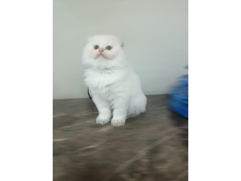 Scottish fold beyaz uzun tüylü