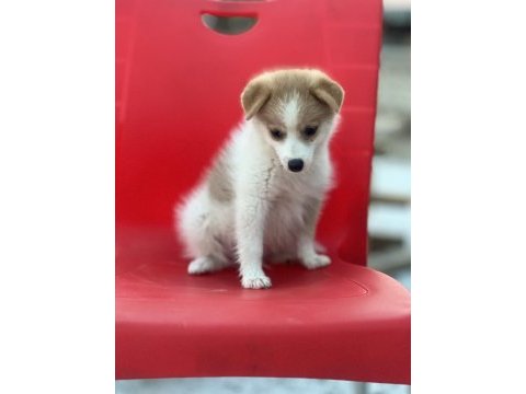 Pomeranian spitz eğitimli aşıları tam acil