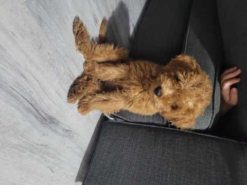 4 aylık erkek poodle
