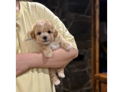 Korean teacup maltipoo bebekler
