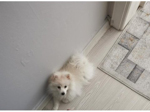 Yavru pomeranian 3 aylık