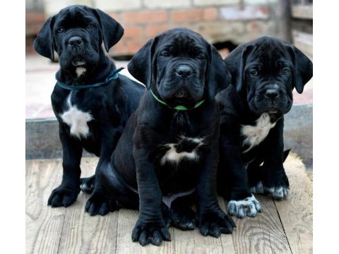 Cane corso kapıda ödemeli çiftlik kredi kartı geçer