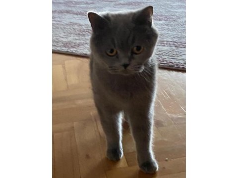 British shorthair kedimize yeni ev arıyoruz