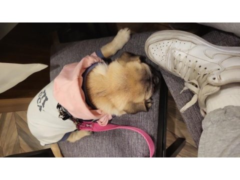Safkan pug yavrumuz