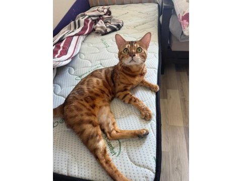 Erkek bengal kedisi kısır değildir