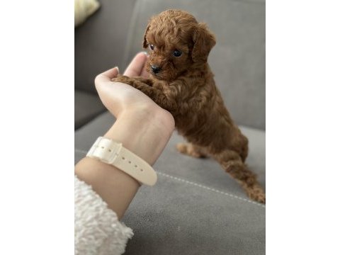 Safkan kore teacup dişi poodle yavrular