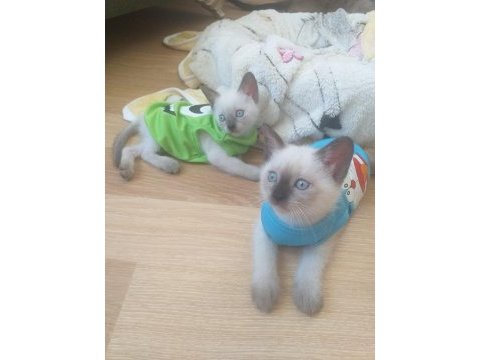 3 kuşak mükemmel bakılmış siyam yavruları 2 aylık