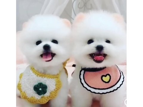 Kar beyaz pomeranian köpekler