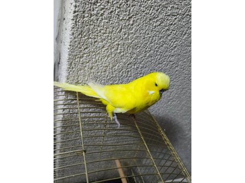 Acil konuşan muhabbet kuşu şov jumbo