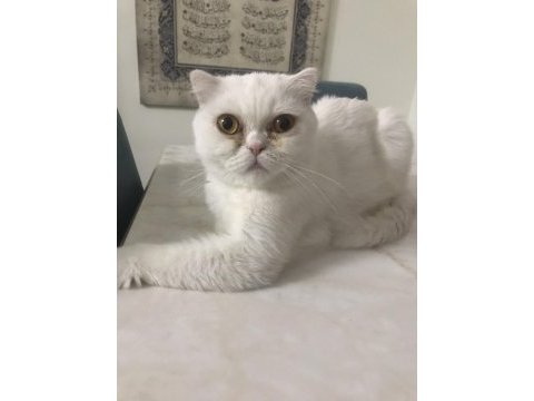 Kızımız sütlaç yeni yuvasını arıyor