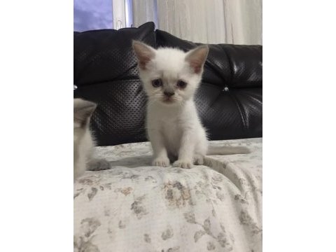 Orijinal erkek 2 aylık british shorthair