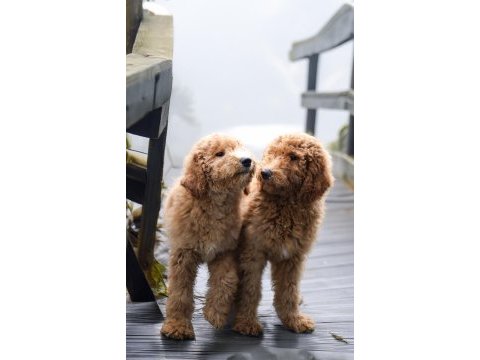 Dev labradoodle yavrular sağlıklı mikroçipli faturalı