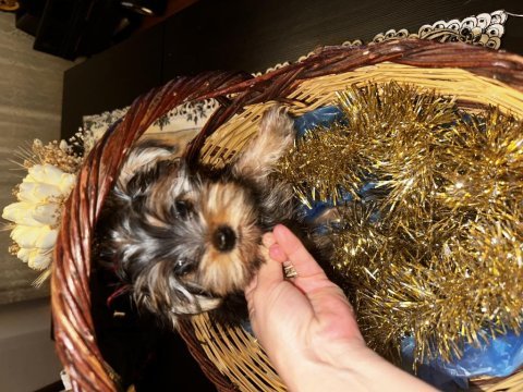 Yorkshire terrier yavru