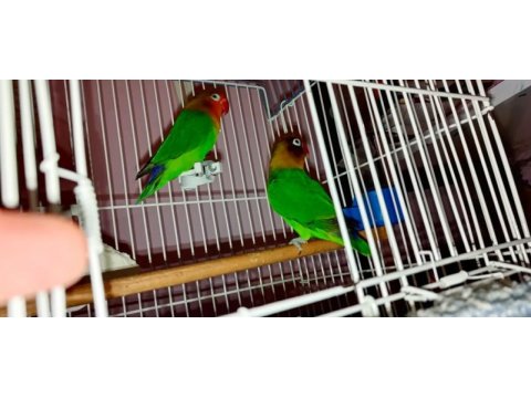 Cennet papağanı çift 3 çift muhabbetle takas olur