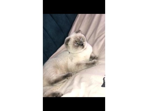 Güzeller güzeli şila british longhair