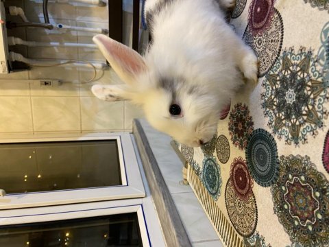 7 aylık tavşan sahiplendirme