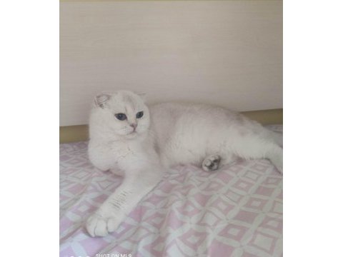 Silver point mavi gözlü yetişkin scottish fold