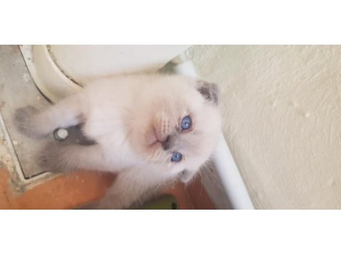 Yavru scottish fold