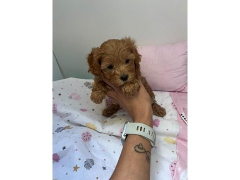Anne maltipoo baba toy poodle köpeğimiz