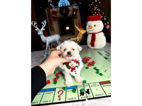 Sevimli erkek yavru köpeğimizle tanışın!
