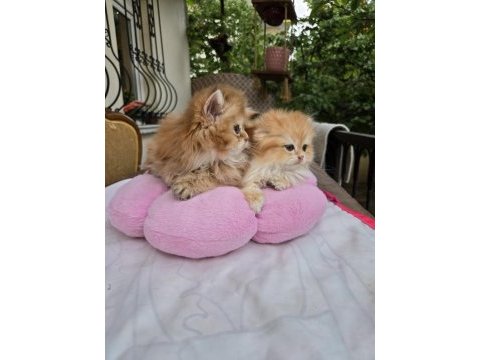 Şecereli golden british longhair yavrular