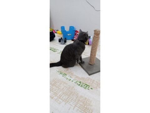 British shorthair kedisi çok oyuncu