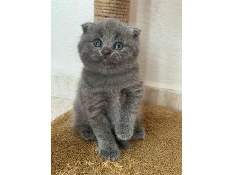 A kalite scottish fold yavrular yeni sahiplerini arıyor