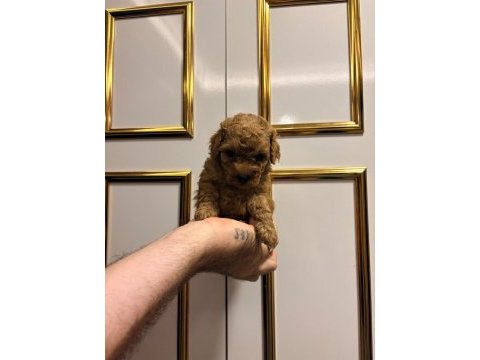 Üst kalite sağlık ırk garantili poodle yavrular