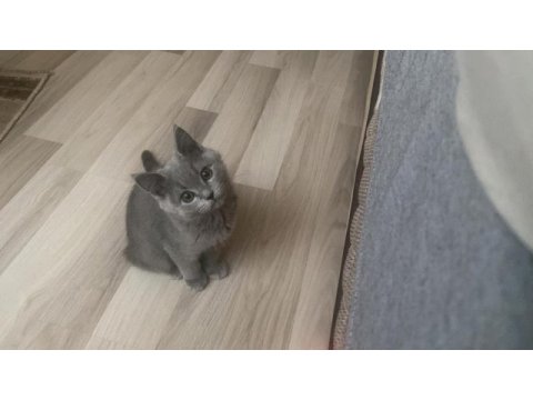 Sevimli ufaklık kedimiz babi yeni yuvasını arıyor