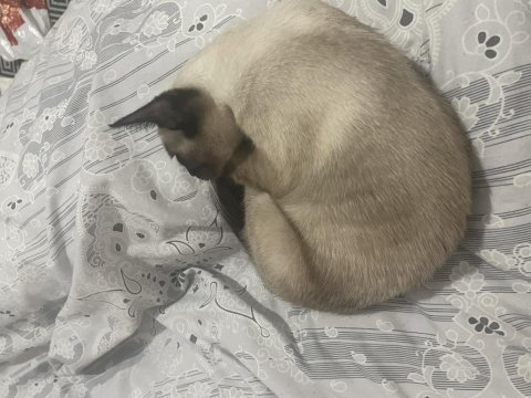 8 aylık siyam kedisi