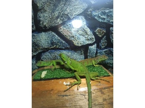 5 aylık sağlıklı iguana