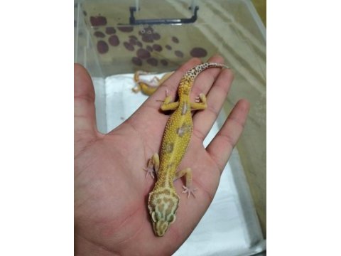 Leopar gecko