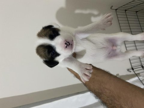 Jack russell yavrular