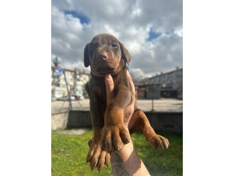 Doberman erkek yavrumuz