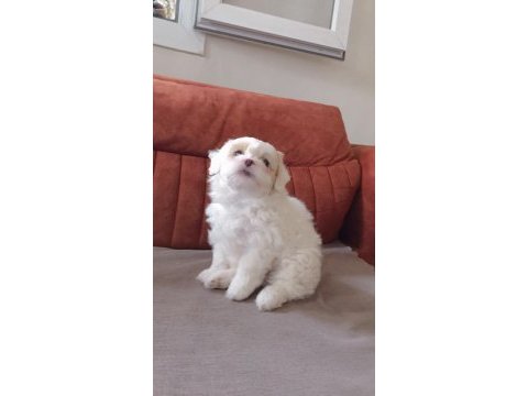 Maltese terrier