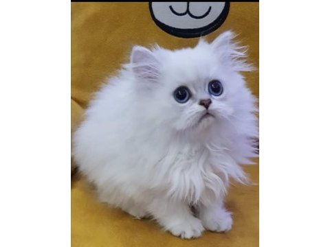 Scottish straight ve scottish fold yavrular